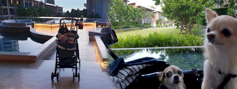 รีวิว-renaissance-pattaya-resort-&-spa-โรงแรมพัทยาริมทะเล-สัตว์เลี้ยงเข้าพักได้